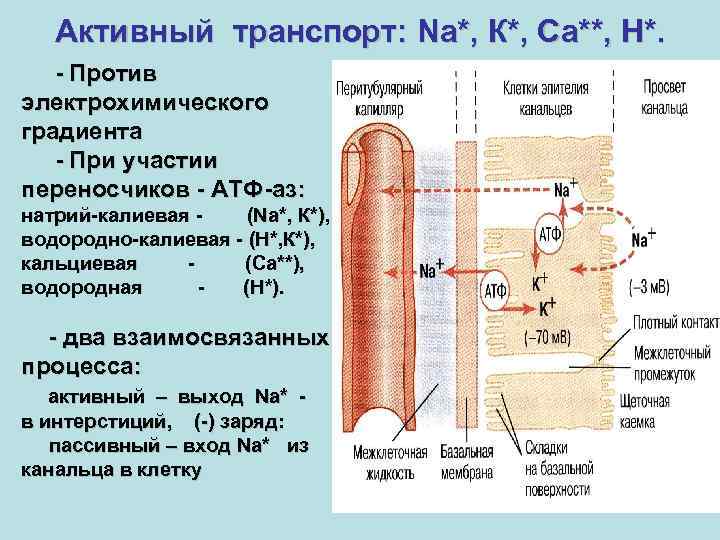 Регуляция мочеобразования схема