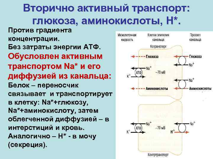 Вторично активный транспорт: глюкоза, аминокислоты, Н*. Против градиента концентрации. Без затраты энергии АТФ. Обусловлен