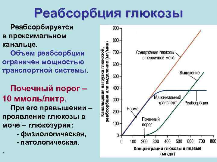 Реабсорбция глюкозы Реабсорбируется в проксимальном канальце. Объем реабсорбции ограничен мощностью транспортной системы. Почечный порог