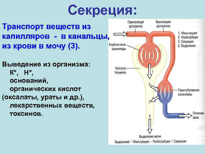 Секреция: Транспорт веществ из капилляров - в канальцы, из крови в мочу (3). Выведение