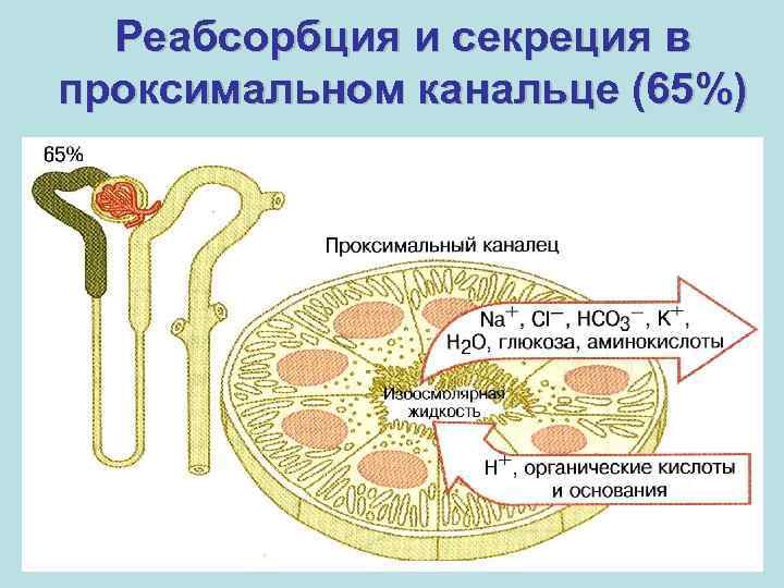 Реабсорбция и секреция в проксимальном канальце (65%) 