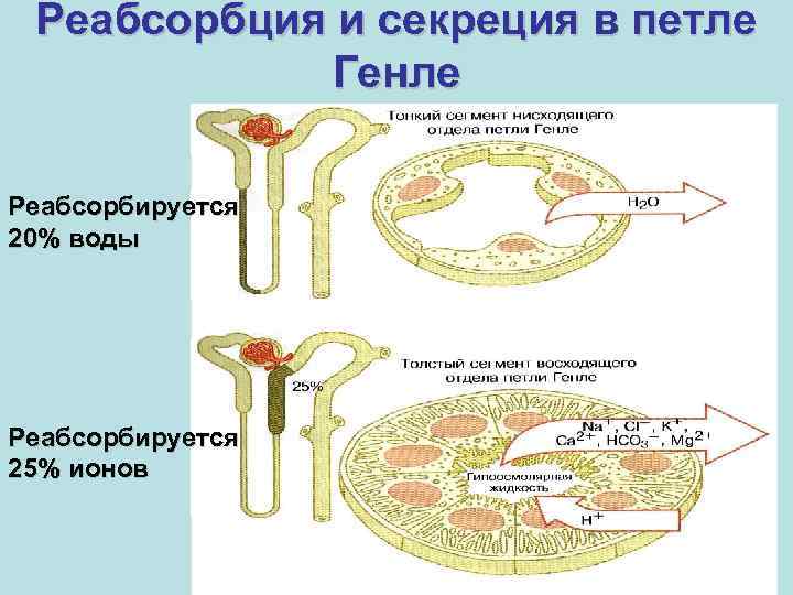 Реабсорбция и секреция в петле Генле Реабсорбируется 20% воды Реабсорбируется 25% ионов 