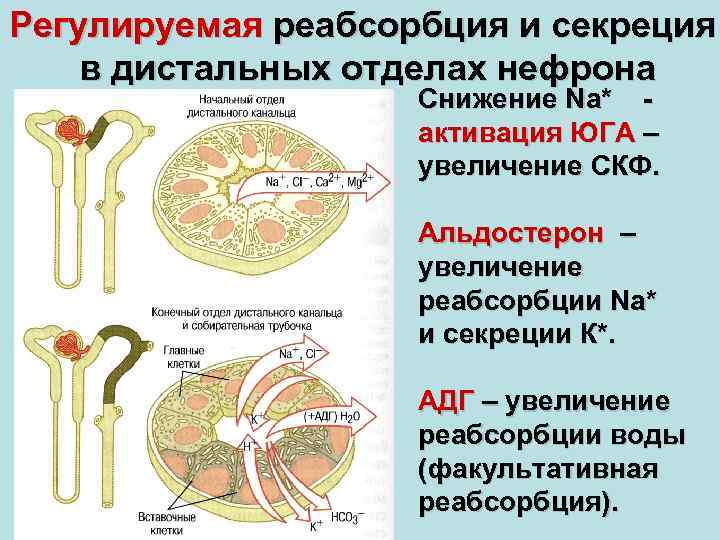 Абсорбция и реабсорбция образование мочи презентация 10 класс