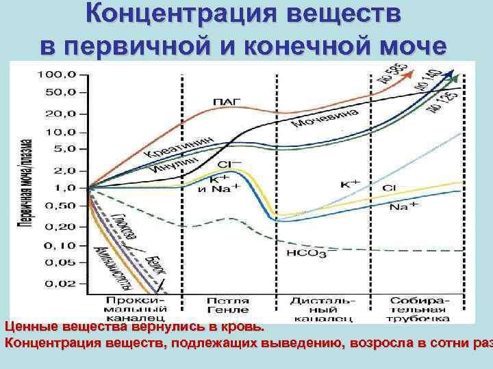 Концентрация веществ в первичной и конечной моче Ценные вещества вернулись в кровь. Концентрация веществ,