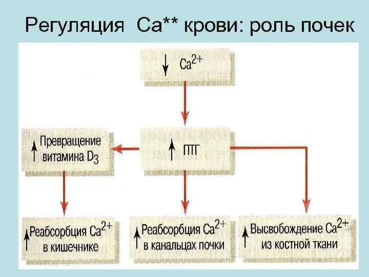 Регуляция Са** крови: роль почек 