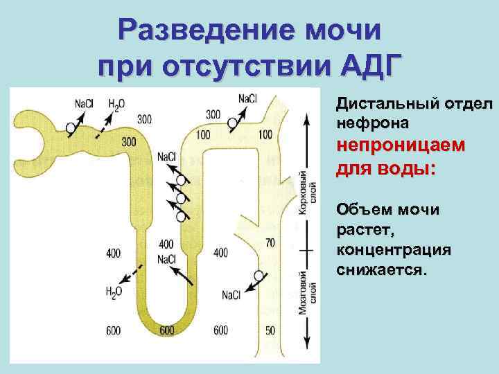 Разведение мочи при отсутствии АДГ Дистальный отдел нефрона непроницаем для воды: Объем мочи растет,