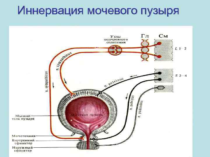 Иннервация мочевого пузыря 