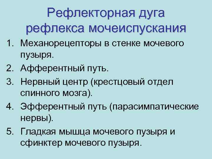 Рефлекторная дуга рефлекса мочеиспускания 1. Механорецепторы в стенке мочевого пузыря. 2. Афферентный путь. 3.