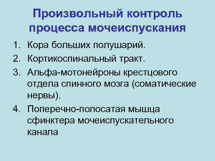 Произвольный контроль процесса мочеиспускания 1. Кора больших полушарий. 2. Кортикоспинальный тракт. 3. Альфа-мотонейроны крестцового