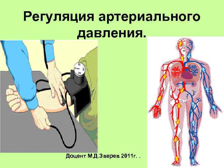 Регуляция артериального давления. Доцент М. Д. Зверев 2011 г. . 