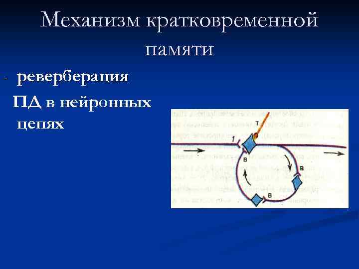 Механизмы памяти физиология презентация