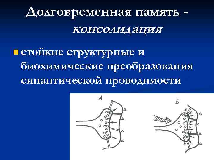 Долговременная память - консолидация n стойкие структурные и биохимические преобразования синаптической проводимости 