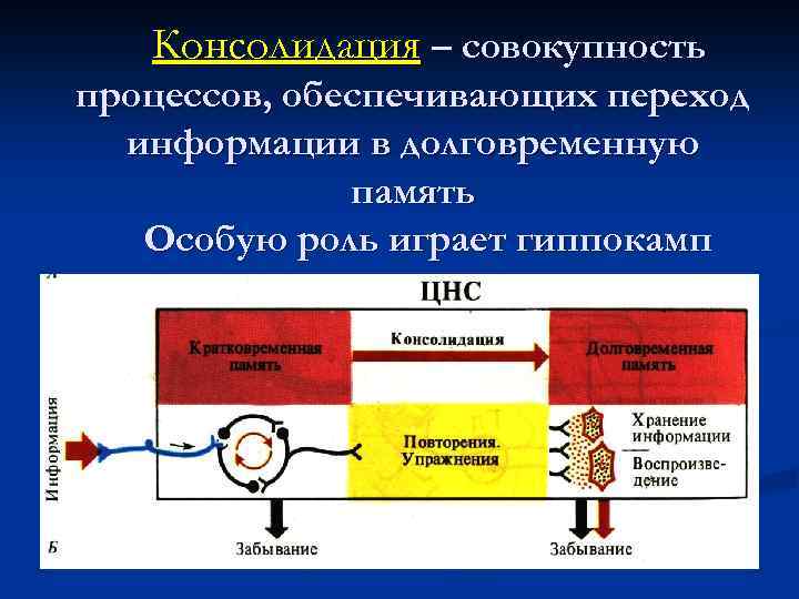 Эрик кендалл механизмы памяти