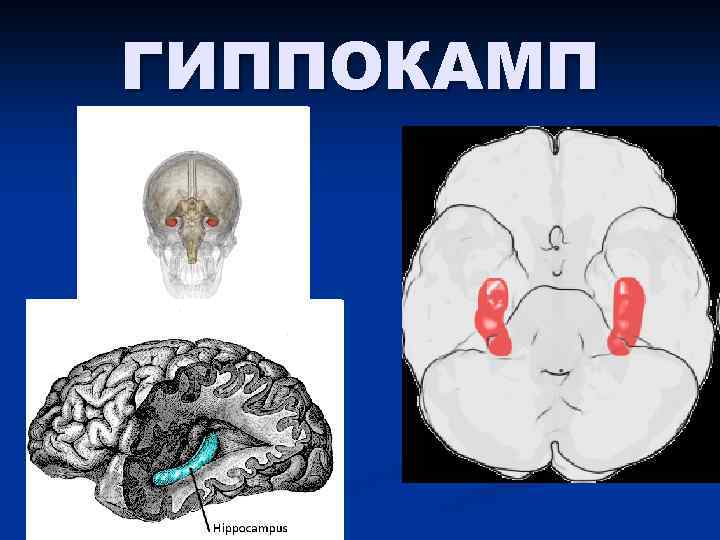 ГИППОКАМП 
