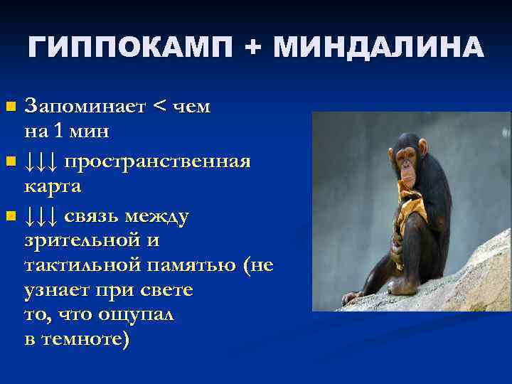 ГИППОКАМП + МИНДАЛИНА Запоминает < чем на 1 мин n ↓↓↓ пространственная карта n