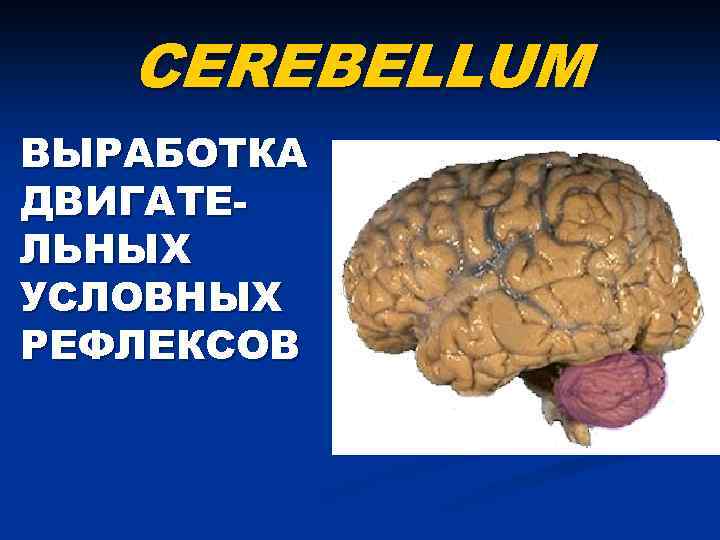 CEREBELLUM ВЫРАБОТКА ДВИГАТЕЛЬНЫХ УСЛОВНЫХ РЕФЛЕКСОВ 