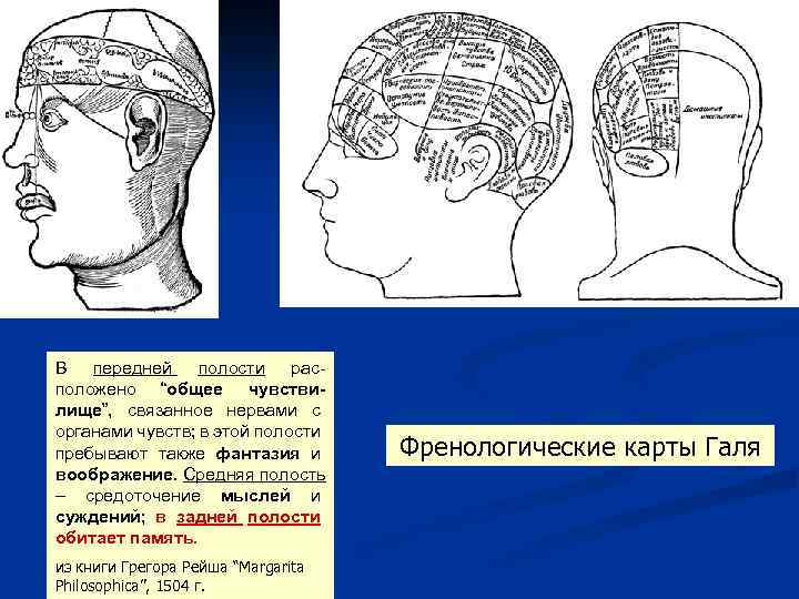 В передней полости расположено “общее чувствилище”, связанное нервами с органами чувств; в этой полости