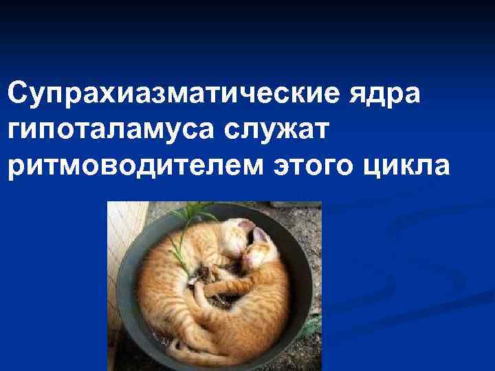 Супрахиазматические ядра гипоталамуса служат ритмоводителем этого цикла 