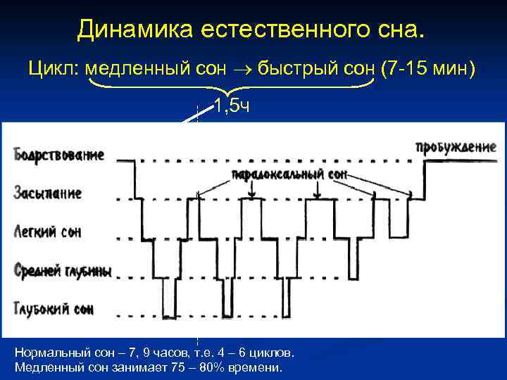 Динамика естественного сна. Цикл: медленный сон быстрый сон (7 -15 мин) 1, 5 ч