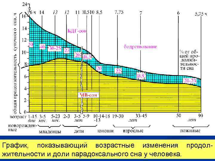 График, показывающий возрастные изменения продолжительности и доли парадоксального сна у человека. 