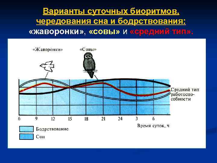 Варианты суточных биоритмов, чередования сна и бодрствования: «жаворонки» , «совы» и «средний тип» .