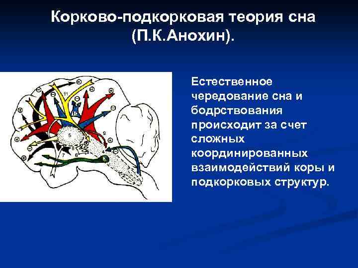 Корково-подкорковая теория сна (П. К. Анохин). Естественное чередование сна и бодрствования происходит за счет