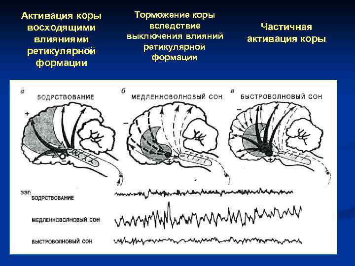 Активация коры восходящими влияниями ретикулярной формации Торможение коры вследствие выключения влияний ретикулярной формации Частичная