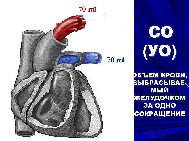 СО (УО) ОБЪЕМ КРОВИ, ВЫБРАСЫВАЕМЫЙ ЖЕЛУДОЧКОМ ЗА ОДНО СОКРАЩЕНИЕ 