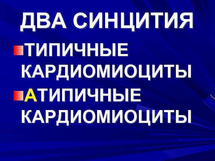 ДВА СИНЦИТИЯ ТИПИЧНЫЕ КАРДИОМИОЦИТЫ АТИПИЧНЫЕ КАРДИОМИОЦИТЫ 
