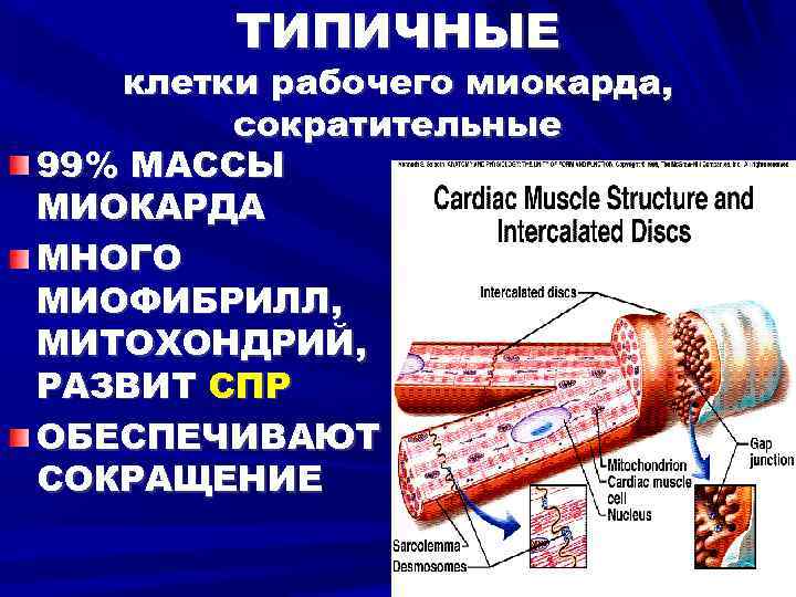 ТИПИЧНЫЕ клетки рабочего миокарда, сократительные 99% МАССЫ МИОКАРДА МНОГО МИОФИБРИЛЛ, МИТОХОНДРИЙ, РАЗВИТ СПР ОБЕСПЕЧИВАЮТ