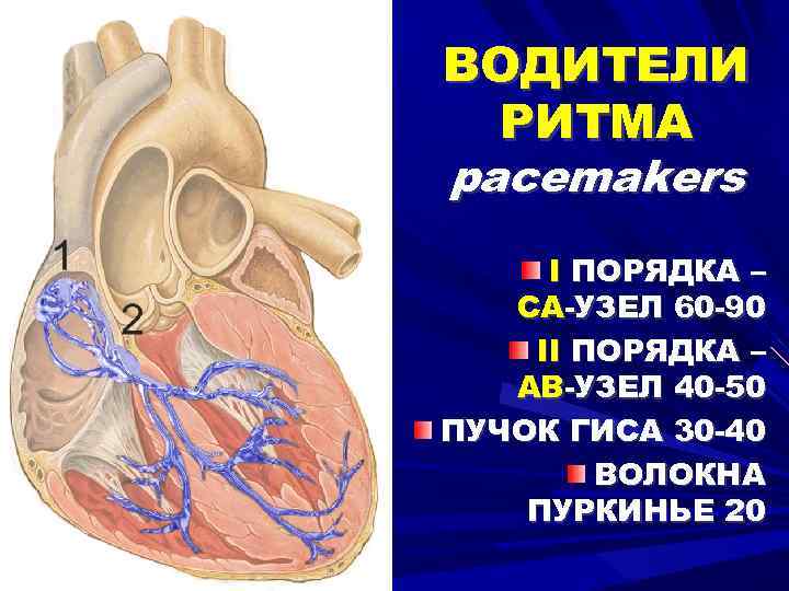 ВОДИТЕЛИ РИТМА pacemakers I ПОРЯДКА – СА-УЗЕЛ 60 -90 II ПОРЯДКА – АВ-УЗЕЛ 40