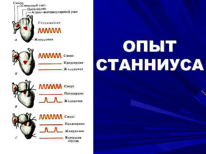 ОПЫТ СТАННИУСА 
