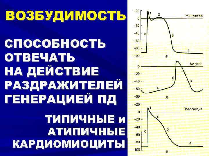 Потенциал покоя кардиомиоцитов