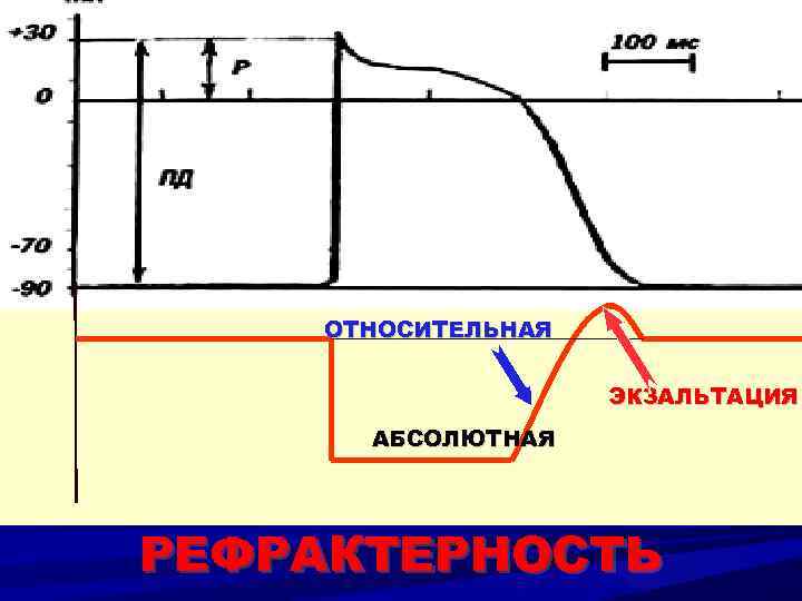 ОТНОСИТЕЛЬНАЯ ЭКЗАЛЬТАЦИЯ АБСОЛЮТНАЯ РЕФРАКТЕРНОСТЬ 