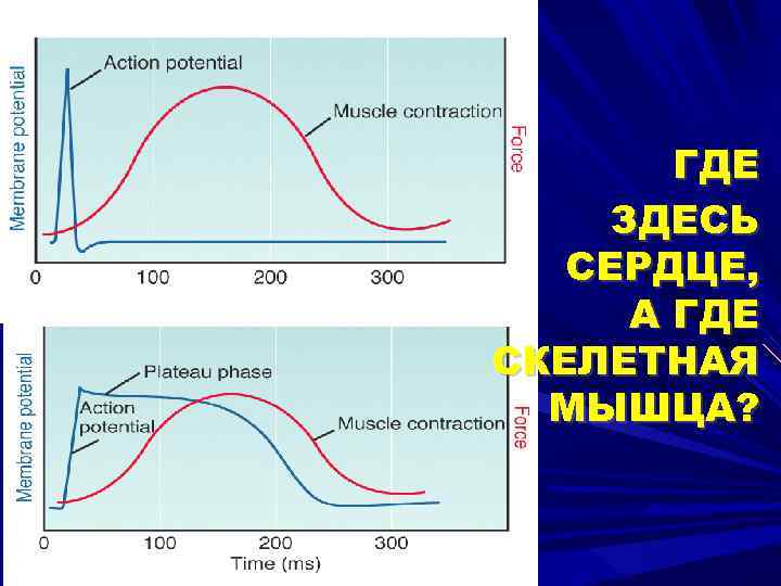 ГДЕ ЗДЕСЬ СЕРДЦЕ, А ГДЕ СКЕЛЕТНАЯ МЫШЦА? 