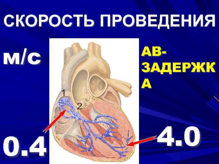 СКОРОСТЬ ПРОВЕДЕНИЯ м/с 0. 4 АВЗАДЕРЖК А 4. 0 