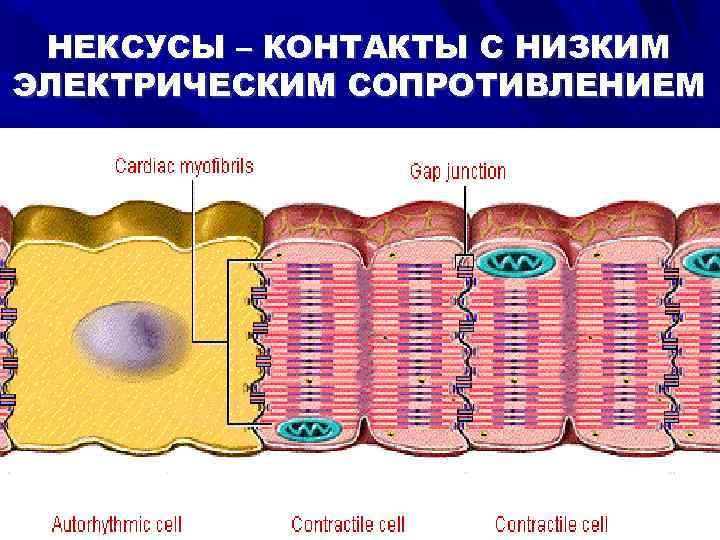НЕКСУСЫ – КОНТАКТЫ С НИЗКИМ ЭЛЕКТРИЧЕСКИМ СОПРОТИВЛЕНИЕМ 