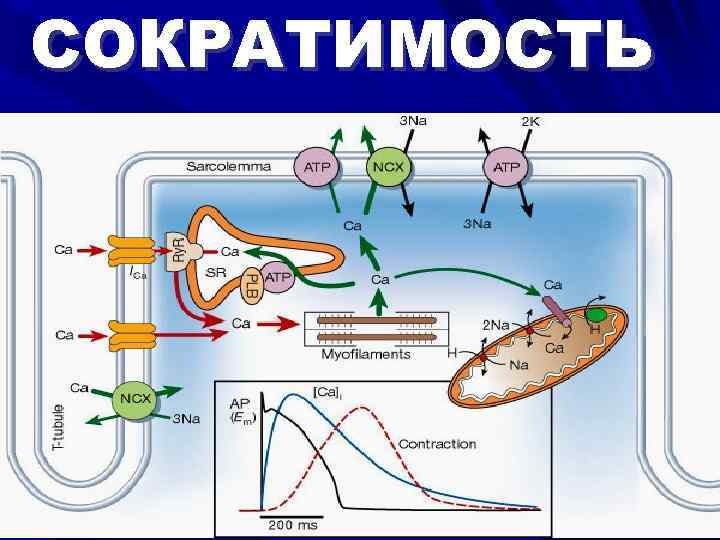 Определение сократимости