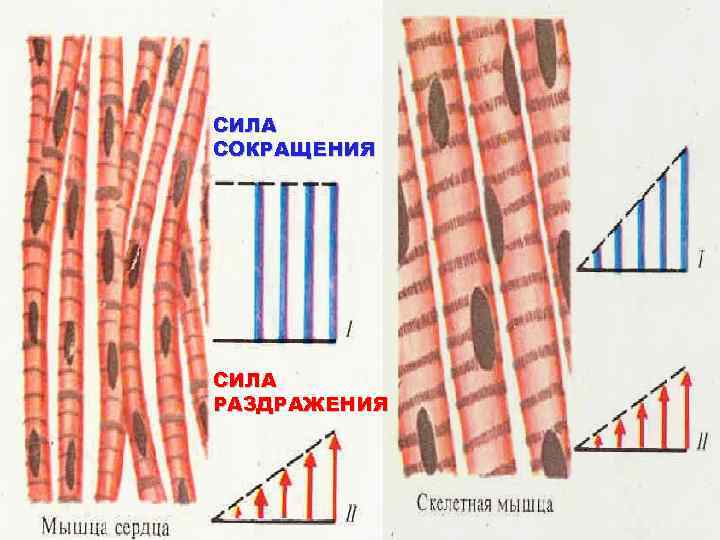СИЛА СОКРАЩЕНИЯ СИЛА РАЗДРАЖЕНИЯ 