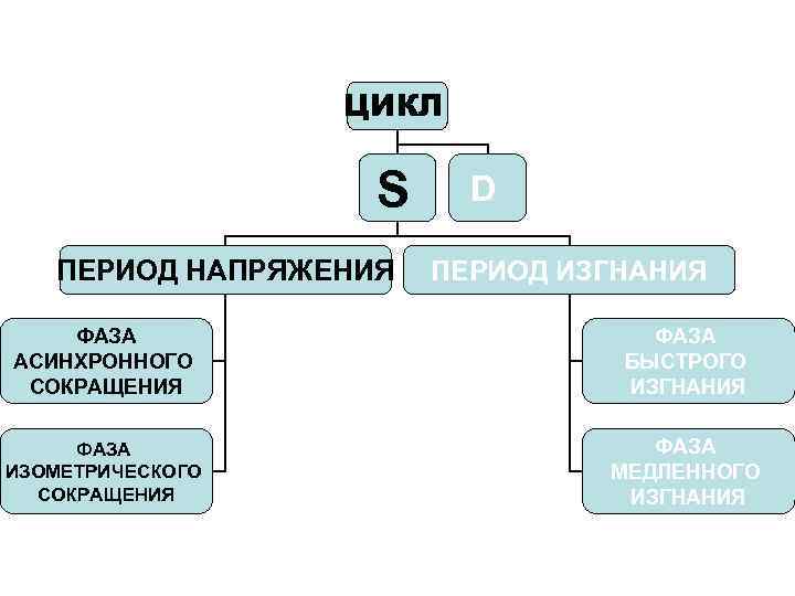 ЦИКЛ S ПЕРИОД НАПРЯЖЕНИЯ D ПЕРИОД ИЗГНАНИЯ ФАЗА АСИНХРОННОГО СОКРАЩЕНИЯ ФАЗА БЫСТРОГО ИЗГНАНИЯ ФАЗА