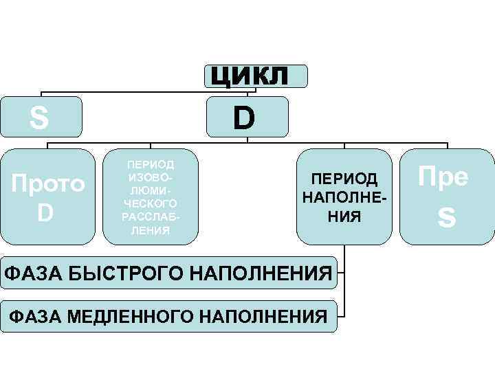 ЦИКЛ D S Прото D ПЕРИОД ИЗОВОЛЮМИЧЕСКОГО РАССЛАБЛЕНИЯ ПЕРИОД НАПОЛНЕНИЯ ФАЗА БЫСТРОГО НАПОЛНЕНИЯ ФАЗА