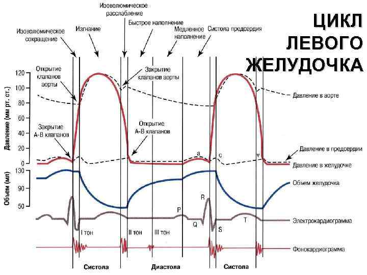 ЦИКЛ ЛЕВОГО ЖЕЛУДОЧКА 