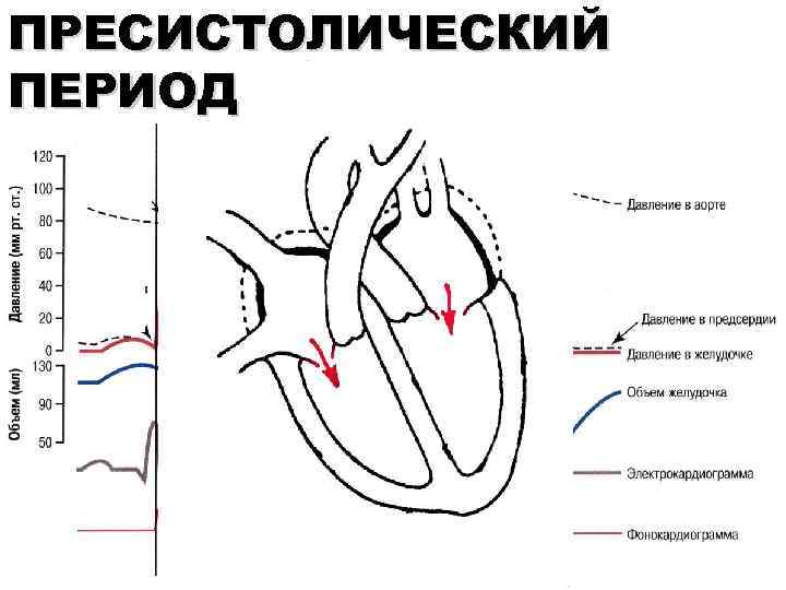 ПРЕСИСТОЛИЧЕСКИЙ ПЕРИОД 