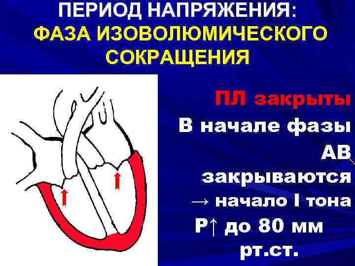 ПЕРИОД НАПРЯЖЕНИЯ: ФАЗА ИЗОВОЛЮМИЧЕСКОГО СОКРАЩЕНИЯ ПЛ закрыты В начале фазы АВ закрываются → начало