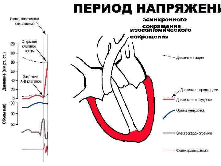 ПЕРИОД НАПРЯЖЕНИ асинхронного сокращения изоволюмического сокращения 