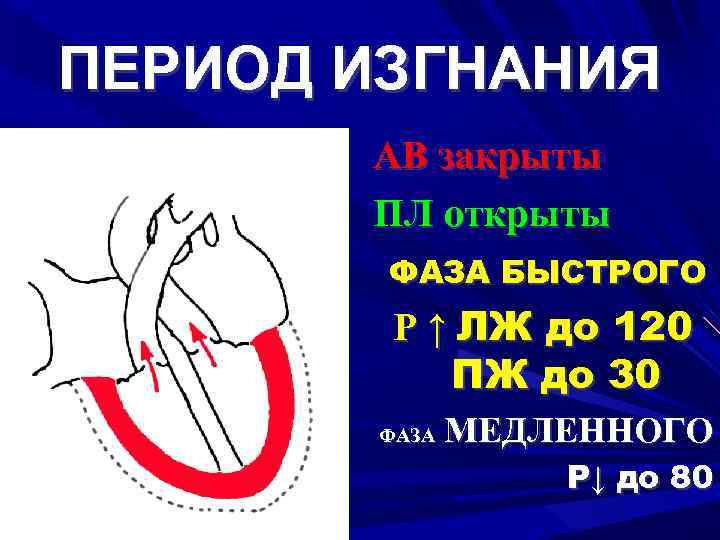 ПЕРИОД ИЗГНАНИЯ АВ закрыты ПЛ открыты ФАЗА БЫСТРОГО Р ↑ ЛЖ до 120 ПЖ