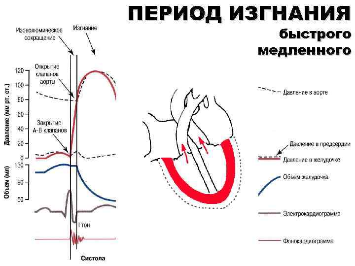 ПЕРИОД ИЗГНАНИЯ быстрого медленного 