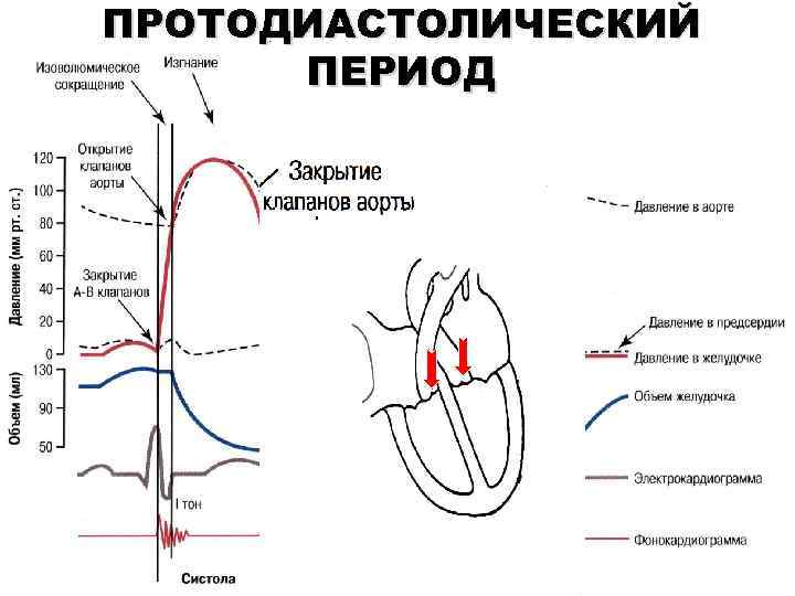 ПРОТОДИАСТОЛИЧЕСКИЙ ПЕРИОД 