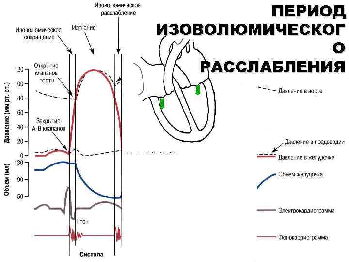 ПЕРИОД ИЗОВОЛЮМИЧЕСКОГ О РАССЛАБЛЕНИЯ 
