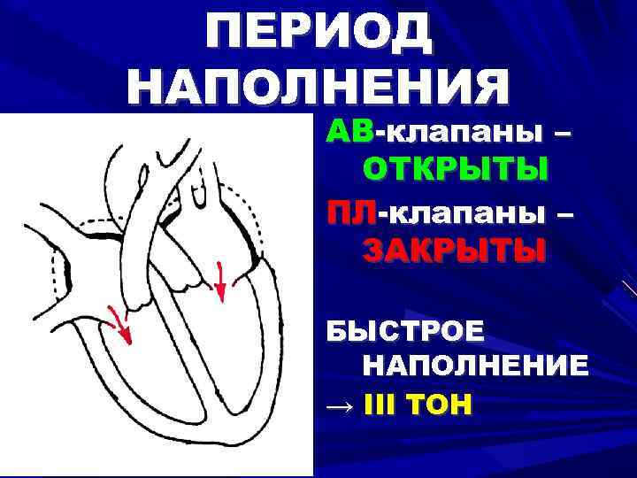 ПЕРИОД НАПОЛНЕНИЯ АВ-клапаны – ОТКРЫТЫ ПЛ-клапаны – ЗАКРЫТЫ БЫСТРОЕ НАПОЛНЕНИЕ → III ТОН 
